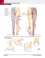 Frank H. Netter, MD - Atlas of Human Anatomy (6th ed ) 2014, page 523
